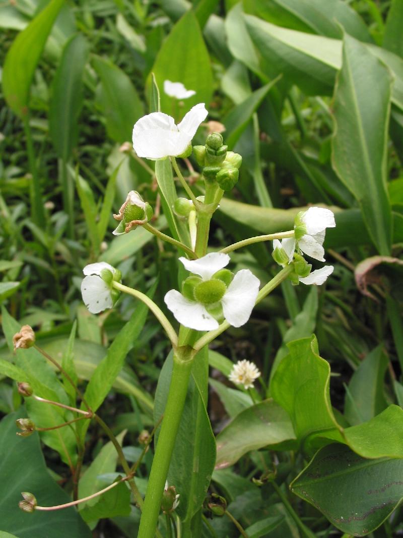 Broad-leaf arrowhead